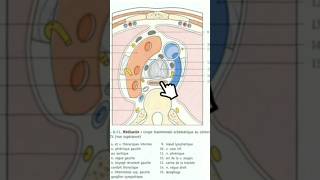 Coupe axiale du thorax T4 anatomy medecine science anatomie medicalstudent [upl. by Kristoffer]