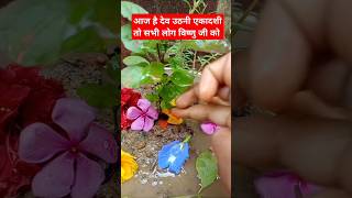 tulsipuja tulsi shortvideo viralvideo trendingshorts shivpuran subscribe motivation [upl. by Vargas]