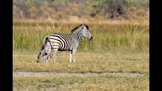 OVER 7 MILLION VIEWS Zebra birth amp Wild Dog interaction [upl. by Yblocaj]