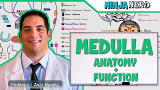 Neurology  Medulla Anatomy amp Function [upl. by Nikolai]