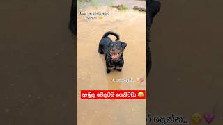 දවල්ට කන්නත් අමතකයි 😂🐶💕 akita viralvideo dog subscribe funny dog comedy pets fyp [upl. by Esir184]