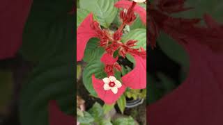 Red Mussaenda plant shortsfeed shortvideos viralvideos youtubeshorts viralvideo viral [upl. by Collbaith682]