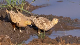 Chestnutbellied Sandgrouse Drinking [upl. by Valle508]