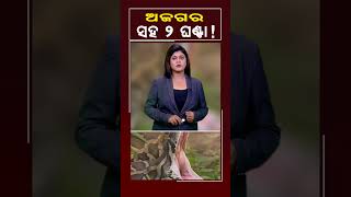 ଅଜଗର ସହ ୨ ଘଣ୍ଟା  Kalingatv KalingatvNews [upl. by Aed]