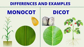 MONOCOT vs DICOT  Differences between Monocotyledon and Dicotyledon with Examples  Science Lesson [upl. by Nayr]