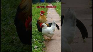 Cute Dutch bantam rooster crowing keepingchickens bantamchickens zwerghühner chickens hühner [upl. by Devinna]