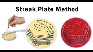 Lab technique microbiology Streak plate method [upl. by Siraf746]