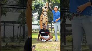 tiger lion animals wildlife pets music dance love song dancer [upl. by Aronoff242]