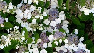 Hydrangea macrophylla Lacecap [upl. by Notxed166]