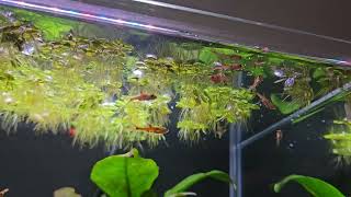 Feeding my Dwarf Rasboras in my nano aquarium [upl. by Slerahc]