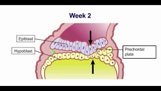 Week 2 Formation of the Bilaminar Embryo Embryology [upl. by Retlaw]