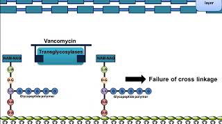 Vancomycin Mechanism of Action [upl. by Snell]