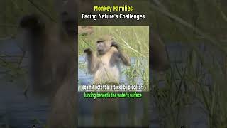 Monkey Families Facing Natures Challenges [upl. by Lynch]