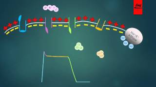 Mechanism of Action of Antiarrhythmic Drugs [upl. by Ara]