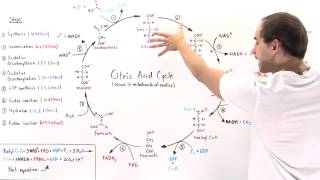 Overview of Citric Acid Cycle [upl. by Arthur178]