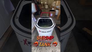 XTreme Shrimp tank [upl. by Arawaj]