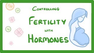 GCSE Biology  What is IVF How Does IVF Work and What Are The Risks IVF Explained 62 [upl. by Annailuj]