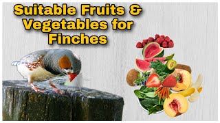 Suitable Fruit and Vegetables For Finches  Food for finches Safe fruits and vegetables for birds [upl. by Cleo]