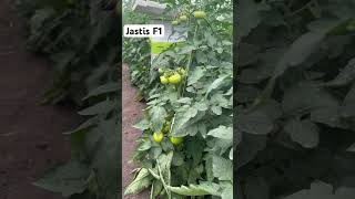 Perfect pollination Jastis F1 tomato greenhouse [upl. by Nedlog]