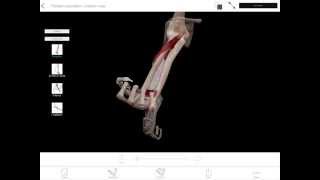 LearnVisible Body  Forearm Pronation and Supination [upl. by Dolorita]