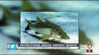 Recreational Snook Harvest season coming to a close [upl. by Yllier378]