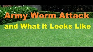 Army Worm Attack Army Worm In Lawn Army Grub Control Dead Patches In Lawn Army Grubs [upl. by Cire779]