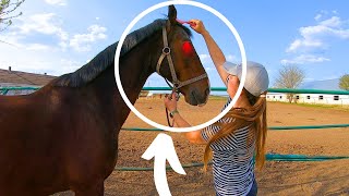 CLIPPING a HORSE the MASTER does It with Special Care and LOVE [upl. by Airdni]