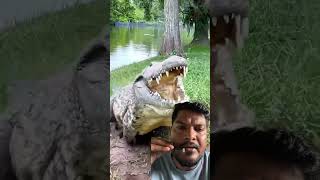 मगर crocodilian amazingfacts crocodille animals crocodile wildlife factsinhindi marathi [upl. by Aliuqaj363]