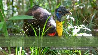 Northern Cassowary Sound  Deep vibrating call from a wild cassowary in New Guinea [upl. by Piscatelli]