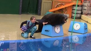 Sea Lions Tonite 2015 Full Show at SeaWorld San Diego  June 24 2014 [upl. by Raffaello]