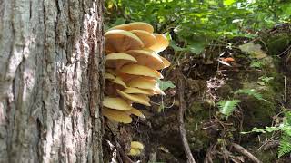 Golden Oyster Mushrooms Caught Sporulating [upl. by Llehsam]