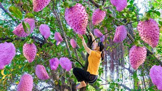 Harvesting Giant Purple Soursop Fruits goes to market sell  Growing fruit trees  Harvest DailyLife [upl. by Jabin]