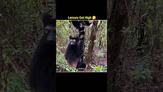 How lemurs get high 🤔 shorts trending viralvideo [upl. by Shuma737]