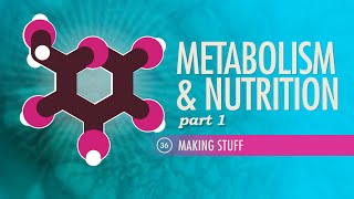 Metabolism amp Nutrition Part 1 Crash Course Anatomy amp Physiology 36 [upl. by Anilef]