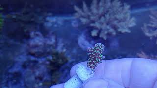 Montipora Stellata coral gandalf [upl. by Gnim598]