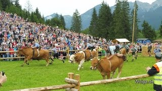 Ochsenrennen zum 125jährigen Jubiläum der Feuerwehr Wallgau am 06082016 [upl. by Neelrac]