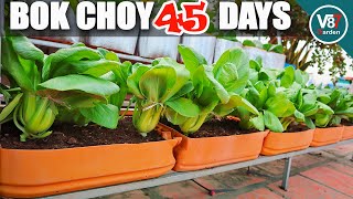 How to Plant Bok Choy in Container at Home [upl. by Lorin]