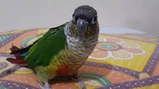 TALKING PARROT  YELLOW SIDED CONURE  PARROT  GREEN CHEEK CONURE [upl. by Belicia]