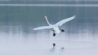 Takeoff And Landing  Uncut One Clip  Whooper Swan [upl. by Walkling]