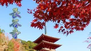 NARA Autumn leaf season of Hasedera Temple 2020 長谷寺 4K [upl. by Tabib]