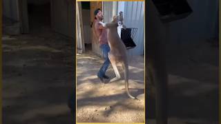 Women rescue baby kangaroo kangaroo facts animals education rescue shorts [upl. by Otreblig916]