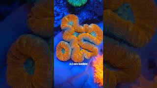 LPS Lobophyllia Premium Coral [upl. by Ardnola]