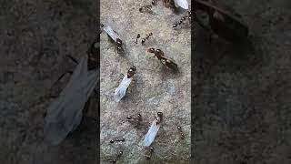 Nuptial flight of Queen Fire Ants [upl. by Ysteb537]