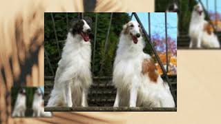 BORZOI DOG [upl. by Hephzipa]