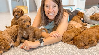 16 Goldendoodle Puppies Take Over The Garage Nursery [upl. by Levin]