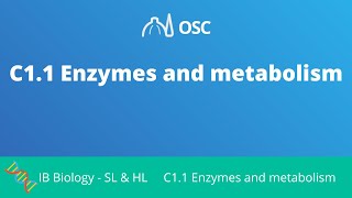 C11 Enzymes and Metabolism IB Biology SLHL [upl. by Kolnick95]