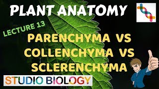 Plant Anatomy 13  Parenchyma vs Collenchyma vs Sclerenchyma [upl. by Qirat]