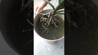 HOW To Water VANDA Orchids PERFECTLY [upl. by Seldun939]