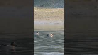 Baikal Teal Common Teal and More At Chitwan National Park Nepal 2024 [upl. by Ahsropal]