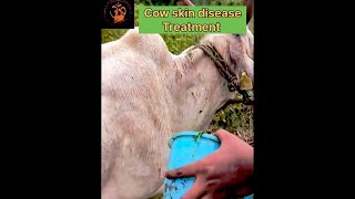 Skin Disease Treatment for Cows  Herbal method [upl. by Heffron]